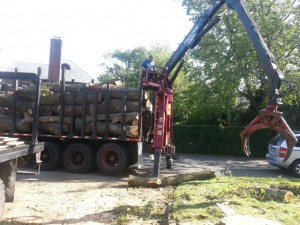 Tree Services in Bronx at work