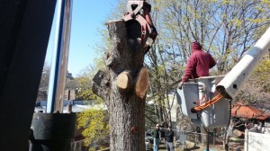 Francisco's Tree Service